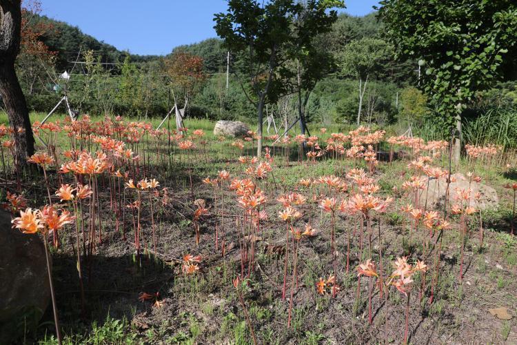 제주상사화 꽃나무원 200819 김정인 (2).JPG